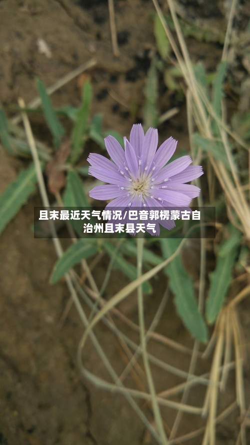 且末最近天气情况/巴音郭楞蒙古自治州且末县天气-第2张图片