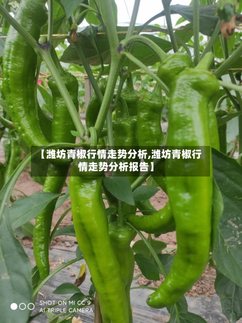 【潍坊青椒行情走势分析,潍坊青椒行情走势分析报告】-第2张图片