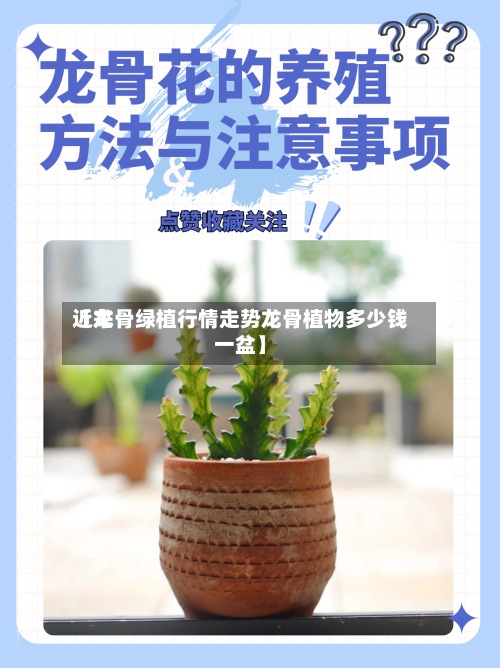 近来【龙骨绿植行情走势龙骨植物多少钱一盆】