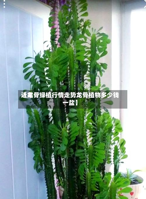 近来【龙骨绿植行情走势龙骨植物多少钱一盆】-第2张图片