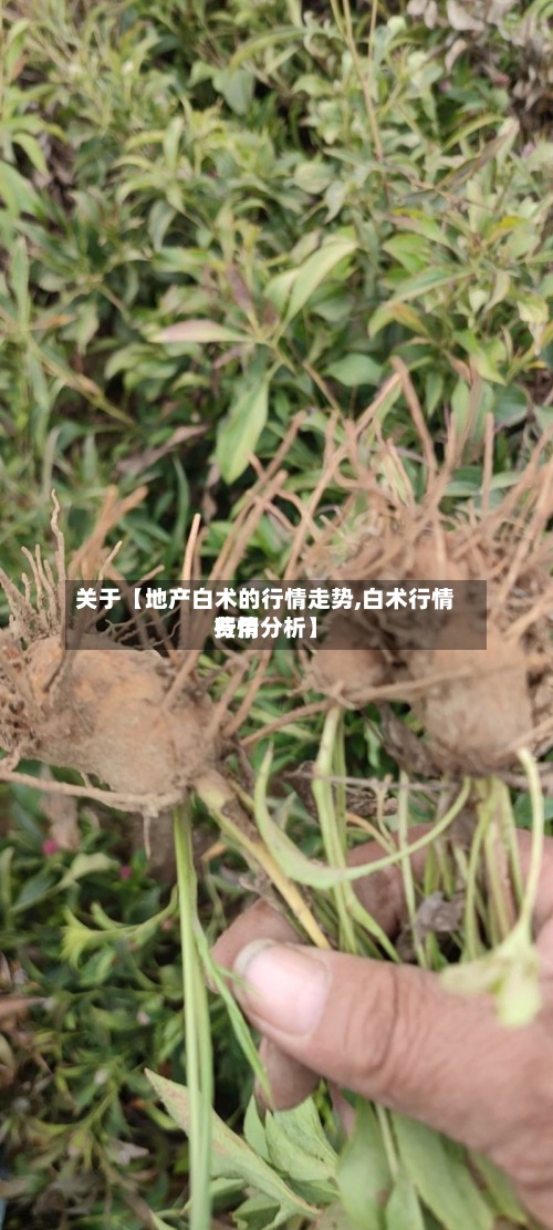 关于【地产白术的行情走势,白术行情费用行情分析】