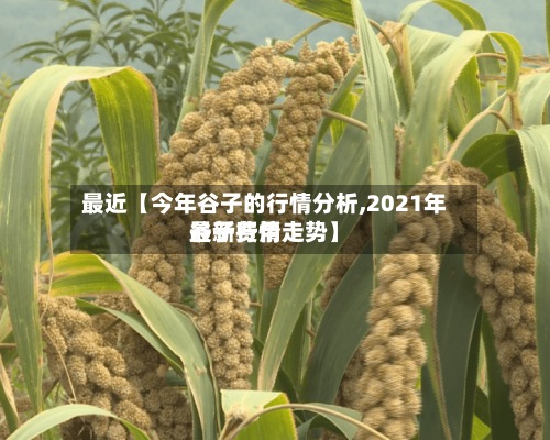 最近【今年谷子的行情分析,2021年谷子费用最新行情走势】-第2张图片