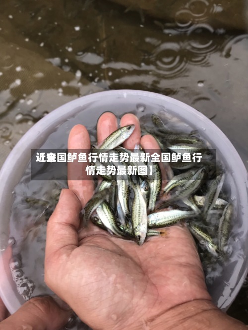 近来
【全国鲈鱼行情走势最新全国鲈鱼行情走势最新图】-第2张图片