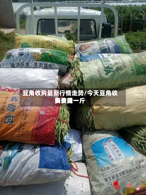 豆角收购最新行情走势/今天豆角收购费用多少钱一斤-第2张图片