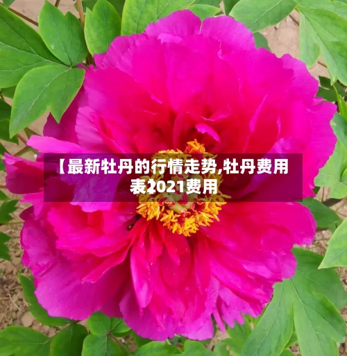【最新牡丹的行情走势,牡丹费用表2021费用表】-第2张图片