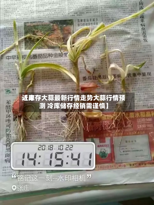 近来【库存大蒜最新行情走势大蒜行情预测 冷库储存经销需谨慎】