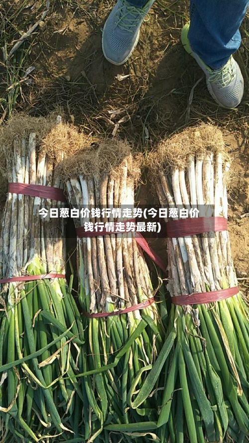 今日葱白价钱行情走势(今日葱白价钱行情走势最新)