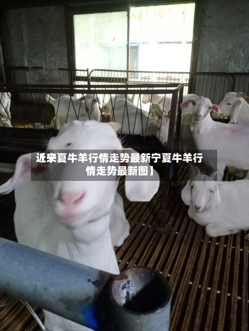 近来
【宁夏牛羊行情走势最新宁夏牛羊行情走势最新图】-第2张图片