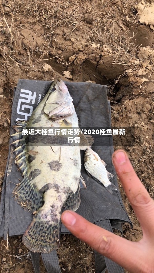 最近大桂鱼行情走势/2020桂鱼最新行情