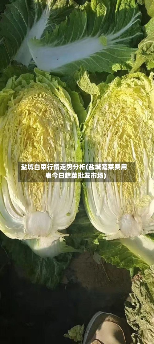 盐城白菜行情走势分析(盐城蔬菜费用表今日蔬菜批发市场)-第2张图片