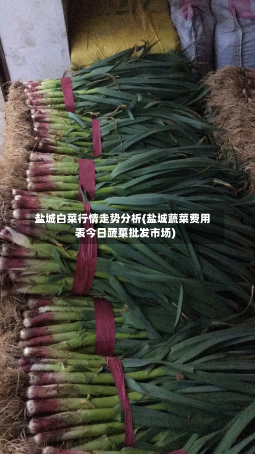 盐城白菜行情走势分析(盐城蔬菜费用表今日蔬菜批发市场)