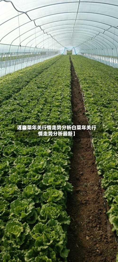 近来【白菜年关行情走势分析白菜年关行情走势分析最新】