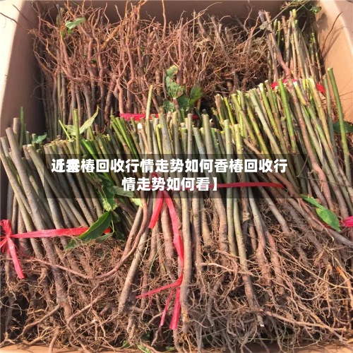 近来【香椿回收行情走势如何香椿回收行情走势如何看】-第2张图片