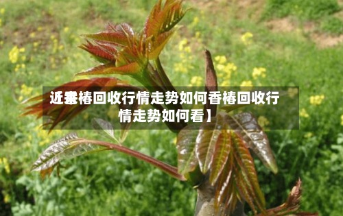 近来【香椿回收行情走势如何香椿回收行情走势如何看】-第3张图片