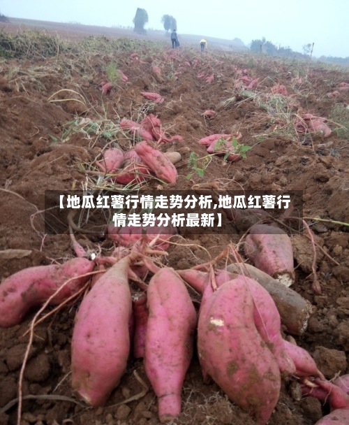 【地瓜红薯行情走势分析,地瓜红薯行情走势分析最新】-第2张图片