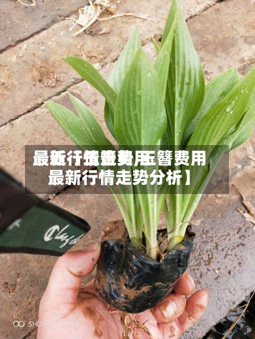 最近【玉簪费用最新行情走势,玉簪费用最新行情走势分析】-第2张图片