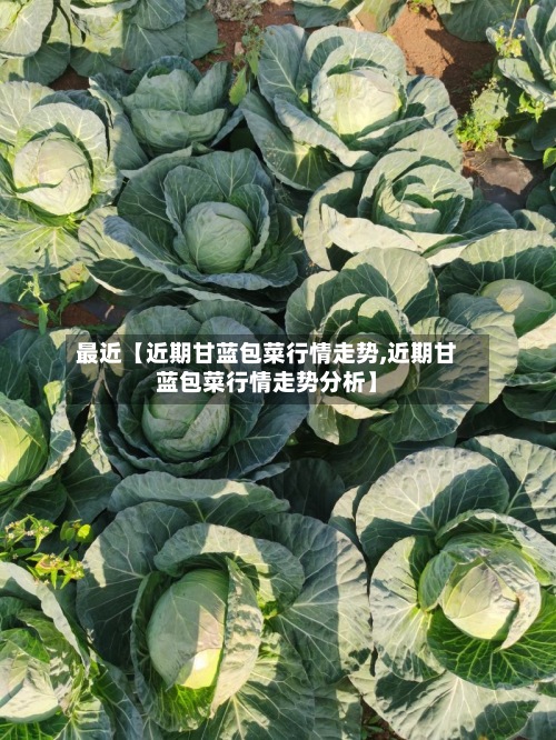 最近【近期甘蓝包菜行情走势,近期甘蓝包菜行情走势分析】-第2张图片