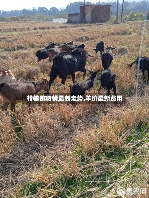 【羊价行情最新走势,羊价最新费用行情2021】-第2张图片