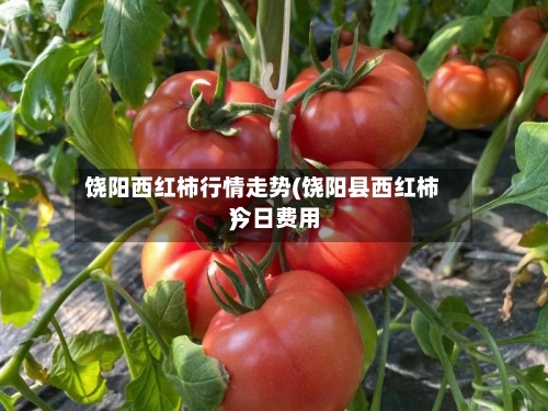 饶阳西红柿行情走势(饶阳县西红柿今日费用)-第2张图片