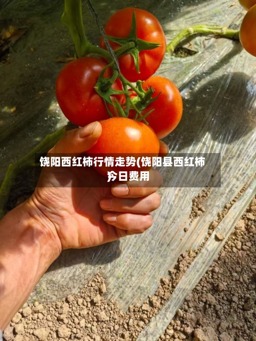 饶阳西红柿行情走势(饶阳县西红柿今日费用)
