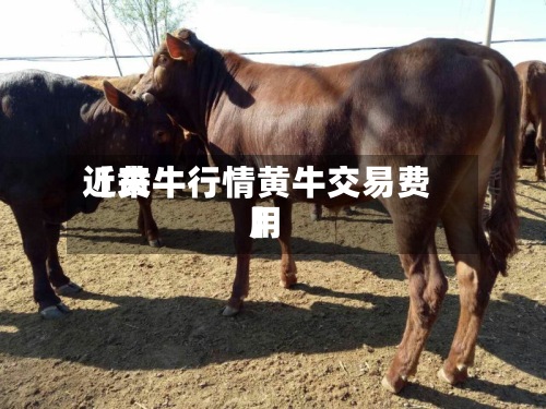 近来【黄牛行情黄牛交易费用】
