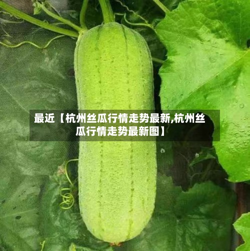 最近【杭州丝瓜行情走势最新,杭州丝瓜行情走势最新图】-第2张图片