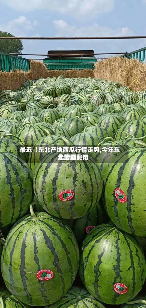 最近【东北产地西瓜行情走势,今年东北西瓜费用走势图】