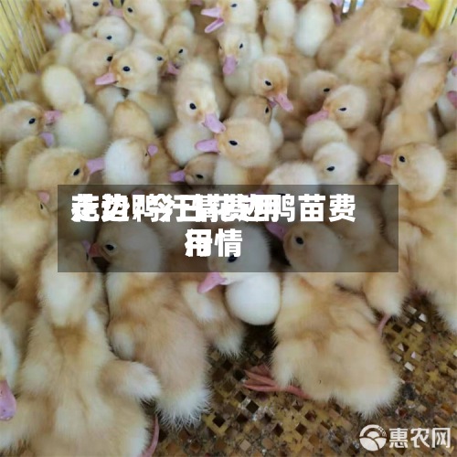 花边鸭行情费用走势/今日花边鸭苗费用行情-第2张图片