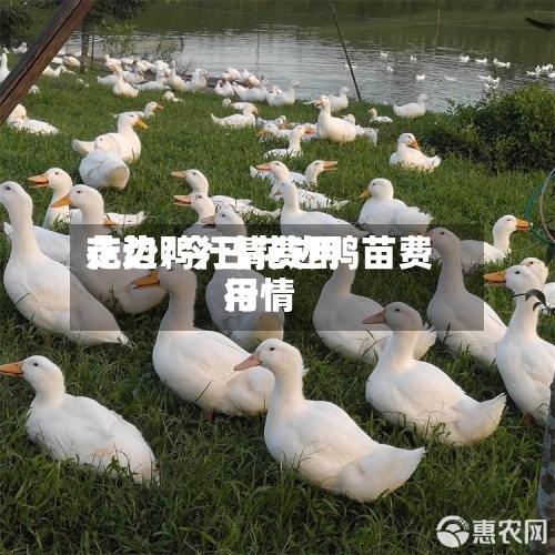 花边鸭行情费用走势/今日花边鸭苗费用行情