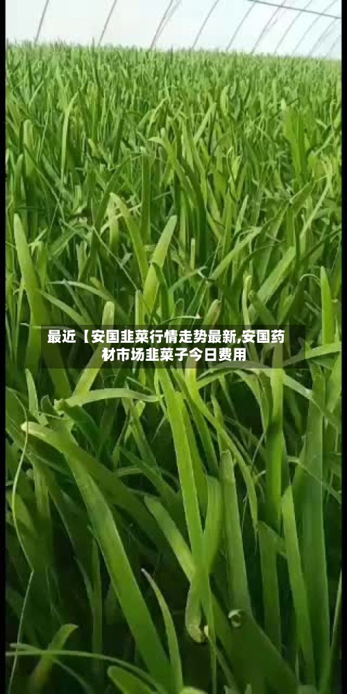 最近【安国韭菜行情走势最新,安国药材市场韭菜子今日费用】-第3张图片