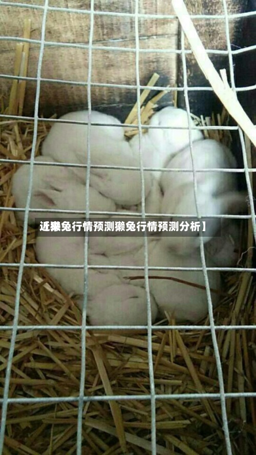 近来【獭兔行情预测獭兔行情预测分析】-第2张图片