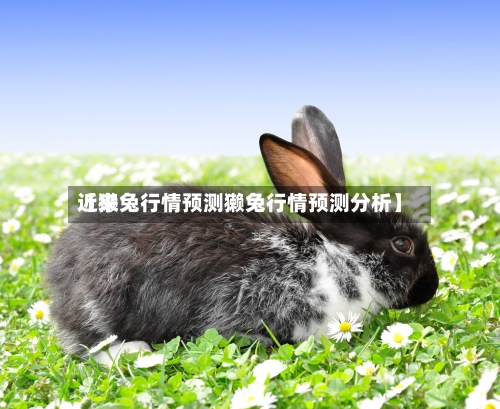 近来【獭兔行情预测獭兔行情预测分析】