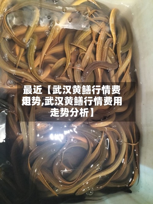 最近【武汉黄鳝行情费用走势,武汉黄鳝行情费用走势分析】