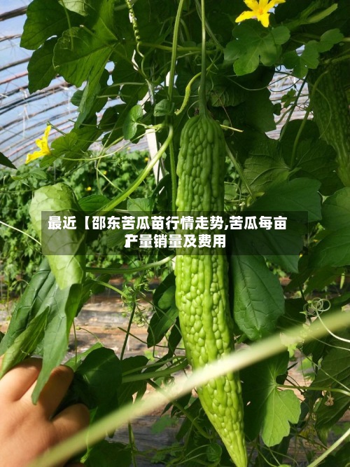 最近【邵东苦瓜苗行情走势,苦瓜每亩产量销量及费用】-第3张图片