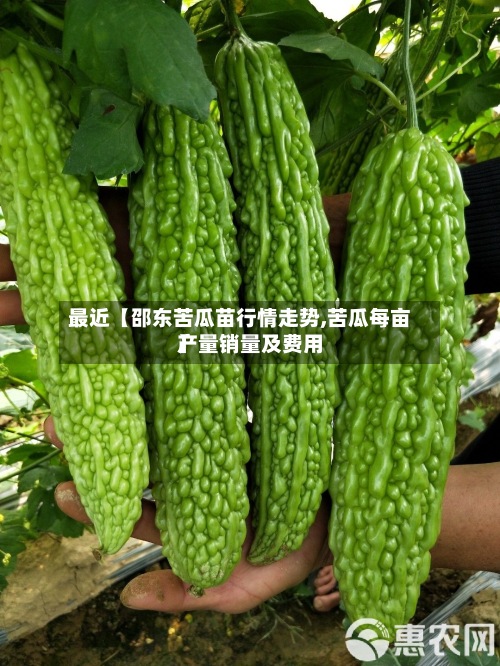 最近【邵东苦瓜苗行情走势,苦瓜每亩产量销量及费用】-第2张图片