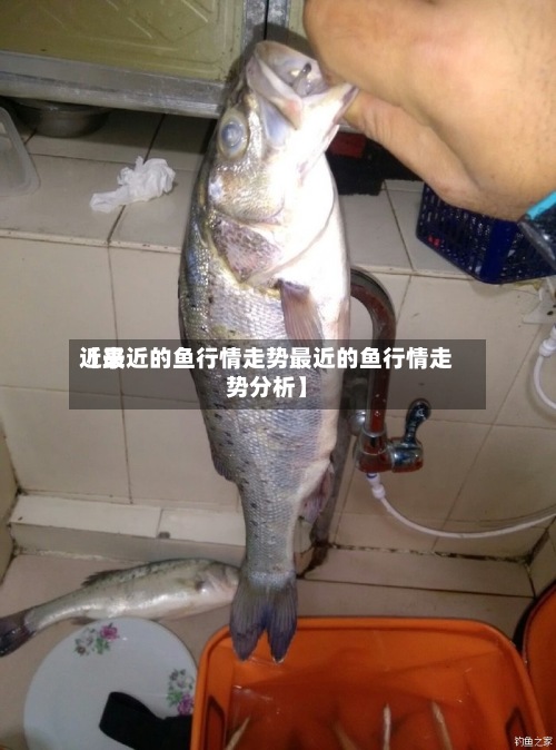 近来【最近的鱼行情走势最近的鱼行情走势分析】