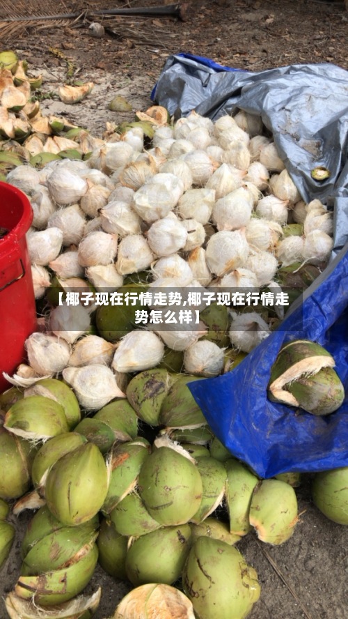 【椰子现在行情走势,椰子现在行情走势怎么样】