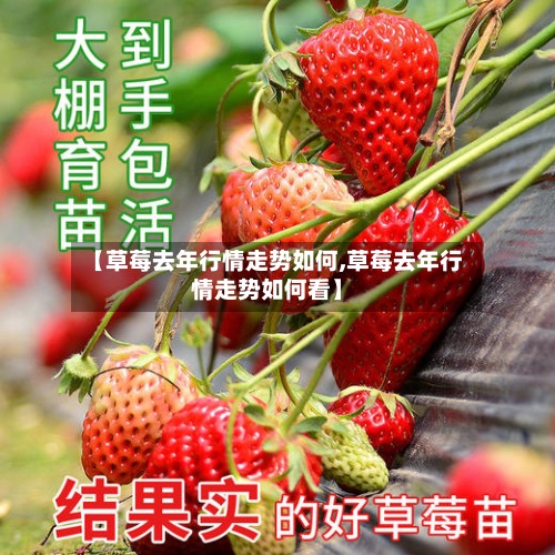 【草莓去年行情走势如何,草莓去年行情走势如何看】-第2张图片