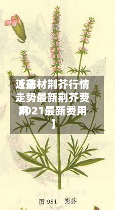 近来【药材荆芥行情走势最新荆芥费用2021最新费用】-第2张图片