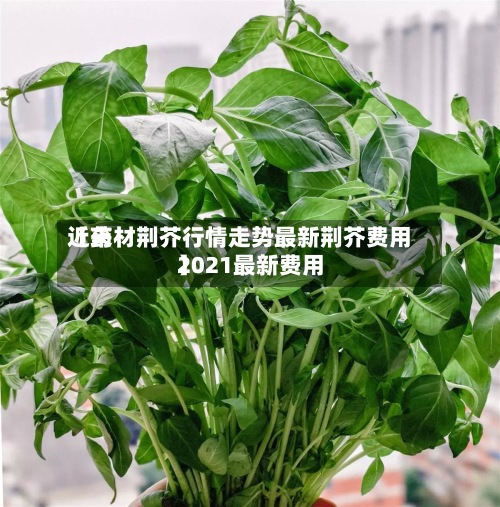 近来【药材荆芥行情走势最新荆芥费用2021最新费用】-第3张图片