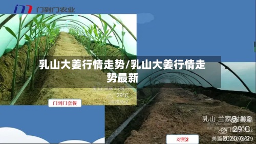 乳山大姜行情走势/乳山大姜行情走势最新-第3张图片
