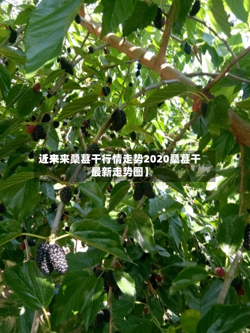 近来【未来桑葚干行情走势2020桑葚干最新走势图】-第2张图片