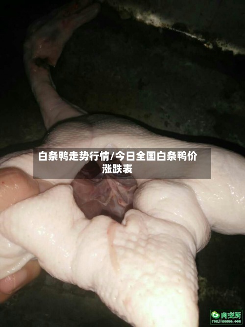白条鸭走势行情/今日全国白条鸭价涨跌表