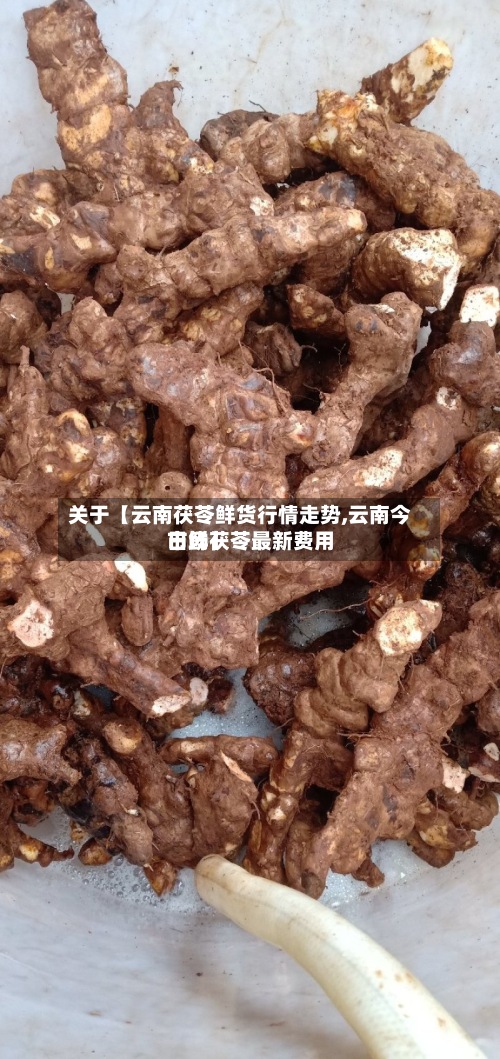 关于【云南茯苓鲜货行情走势,云南今日鲜茯苓最新费用市场】-第2张图片