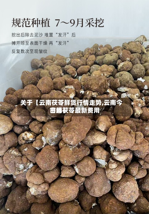 关于【云南茯苓鲜货行情走势,云南今日鲜茯苓最新费用市场】
