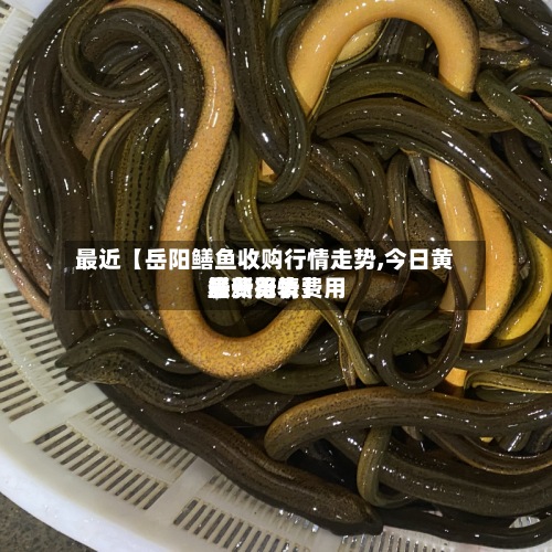 最近【岳阳鳝鱼收购行情走势,今日黄鳝费用最新行情费用表一览表】-第2张图片