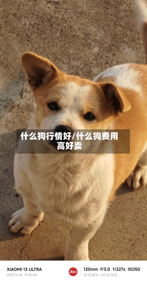 什么狗行情好/什么狗费用高好卖