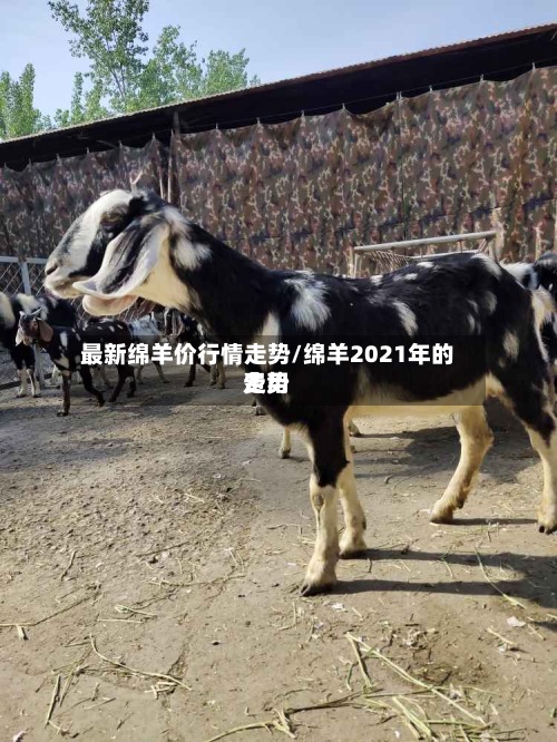 最新绵羊价行情走势/绵羊2021年的费用走势