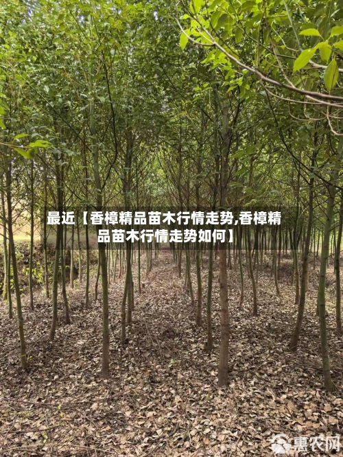 最近【香樟精品苗木行情走势,香樟精品苗木行情走势如何】-第3张图片