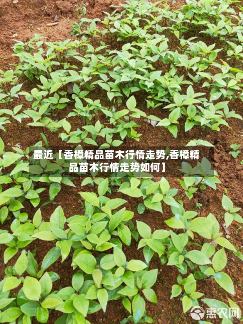 最近【香樟精品苗木行情走势,香樟精品苗木行情走势如何】-第2张图片